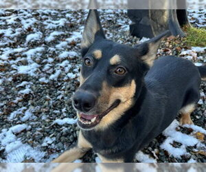 Gerberian Shepsky Dogs for adoption in Anchorage, AK, USA