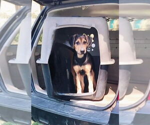 Boxer-German Shepherd Dog Mix Dogs for adoption in Prentiss, MS, USA