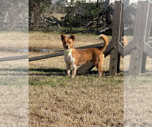 Medium Photo #2 Mutt Puppy For Sale in San Leon, TX, USA