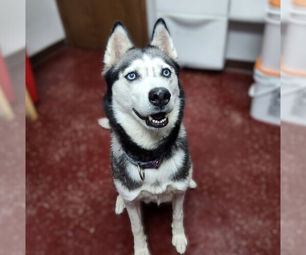 Medium Photo #4 Siberian Husky Puppy For Sale in Fargo, ND, USA