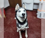 Small #3 Siberian Husky
