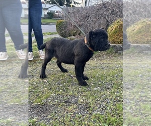 Cane Corso Puppy for sale in PORTLAND, OR, USA