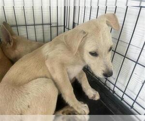 Labrador Retriever-Unknown Mix Dogs for adoption in Houston, TX, USA