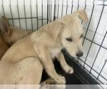 Small Labrador Retriever Mix
