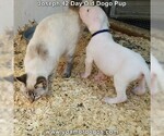 Small Photo #80 Dogo Argentino Puppy For Sale in PINEVILLE, MO, USA