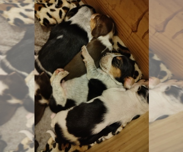 Medium Photo #6 Beagle Puppy For Sale in BOWLING GREEN, MO, USA