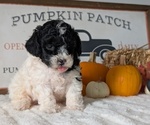 Small #8 Poodle (Miniature)