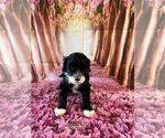 Small Photo #14 Portuguese Water Dog Puppy For Sale in OAKLAND, MI, USA