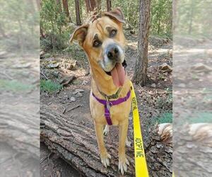 Boxer-Siberian Husky Mix Dogs for adoption in Brighton, CO, USA