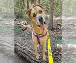 Small Boxer-Siberian Husky Mix