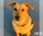 Small #10 German Shepherd Dog Mix