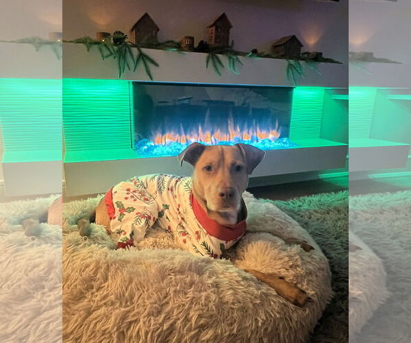 Medium Photo #11 Mutt Puppy For Sale in Spring Lake, NJ, USA