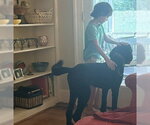 Small #3 Labrador Retriever
