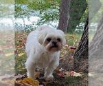Small Photo #5 Shih Tzu-Unknown Mix Puppy For Sale in Crystal , MN, USA