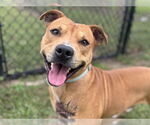 Small #1 Black Mouth Cur Mix