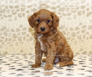 Cavapoo Puppy for sale in DENVER, PA, USA