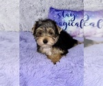 Small Photo #3 Yorkshire Terrier Puppy For Sale in SANDY HOOK, KY, USA