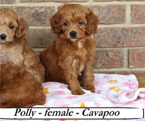 Cavapoo Puppy for sale in CLARKRANGE, TN, USA