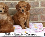 Image preview for Ad Listing. Nickname: Polly