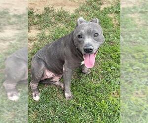 Mutt Dogs for adoption in Riverside, CA, USA