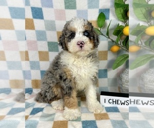 Bernedoodle (Miniature) Puppy for sale in FRANKLIN, IN, USA