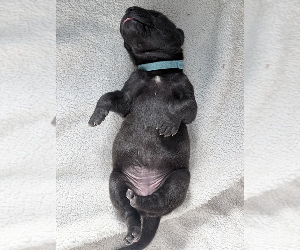 Medium Photo #19 Great Dane Puppy For Sale in OLATHE, CO, USA