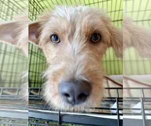 Mutt Dogs for adoption in Washington, DC, USA