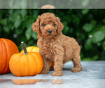 Puppy Hettie Poodle (Miniature)