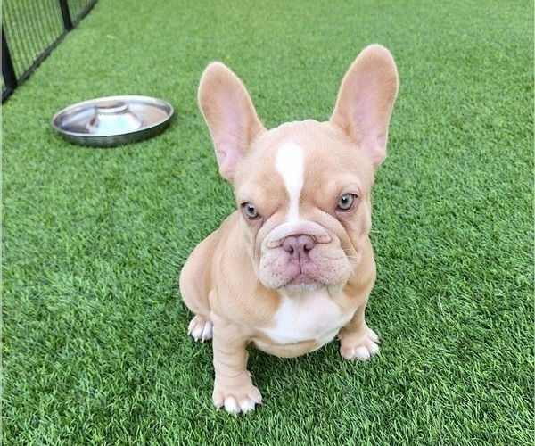Medium Photo #4 French Bulldog Puppy For Sale in LAS VEGAS, NV, USA