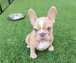 Small #3 French Bulldog