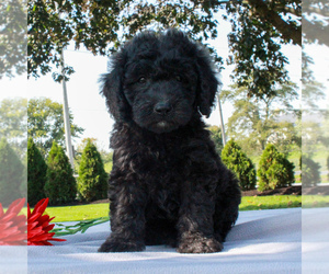 Mini Whoodle (Wheaten Terrier/Miniature Poodle) Puppy for sale in GAP, PA, USA