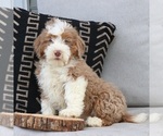 Small Photo #3 Bernedoodle (Miniature) Puppy For Sale in EPHRATA, PA, USA