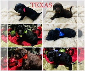 Labradoodle Puppy for sale in MARQUEZ, TX, USA