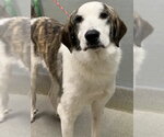 Small Anatolian Shepherd Mix
