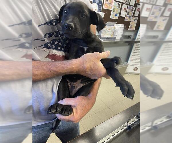 Medium Photo #1 Labrador Retriever Puppy For Sale in Stockton, CA, USA