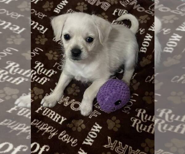 Medium Photo #1 Malchi Puppy For Sale in Wenonah, NJ, USA