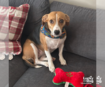 Small #2 Beagle Mix