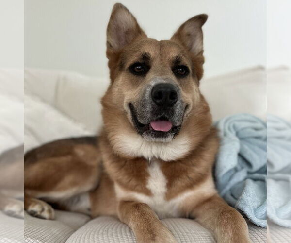 Medium Photo #27 Mutt Puppy For Sale in Canton, CT, USA