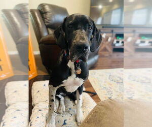 Great Dane Dogs for adoption in Bullard, TX, USA