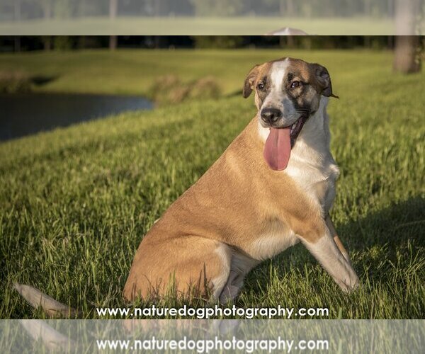 Medium Photo #14 Border Collie-Unknown Mix Puppy For Sale in Spring, TX, USA