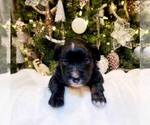 Puppy Puppy 5 Shadow Miniature Australian Shepherd