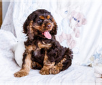 Small #7 Cocker Spaniel