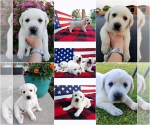 Great Pyrenees-Labrador Retriever Mix Puppy for sale in NINE MILE FALLS, WA, USA