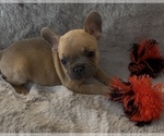 Small #1 French Bulldog