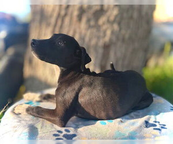 Medium Photo #3 Catahoula Leopard Dog-Unknown Mix Puppy For Sale in Pleasanton, TX, USA