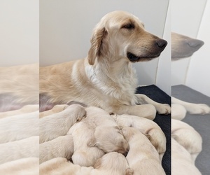 Mother of the Golden Retriever puppies born on 02/25/2023