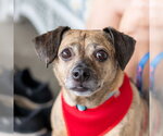 Small #4 Chihuahua Mix