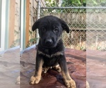 Small Photo #15 German Shepherd Dog Puppy For Sale in UNIVERSITY PL, WA, USA