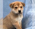Small Labrador Retriever Mix