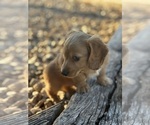 Small #2 Dachshund